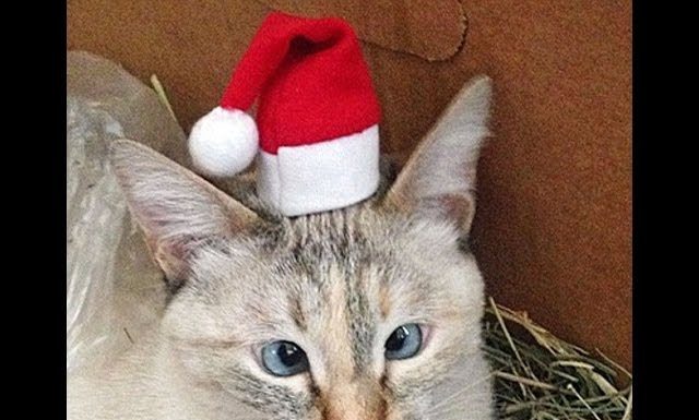 Muni, la gatta strabica star del web