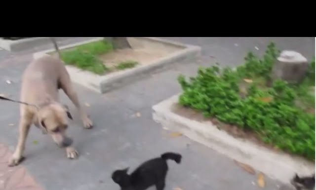 Mamma gatta difende il suo gattino da un cane