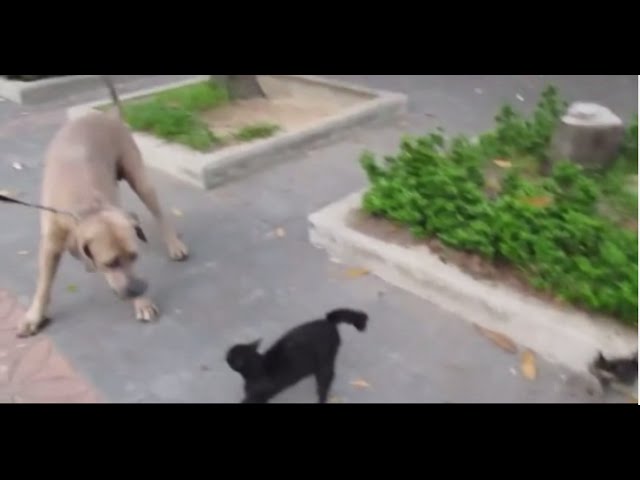 Mamma gatta difende il suo gattino da un cane