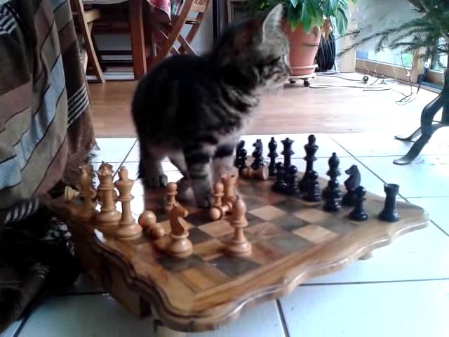 Gattino gioca a scacchi