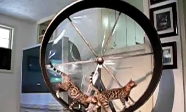 Gatti sulla ruota