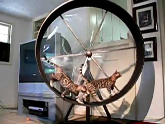 Gatti sulla ruota