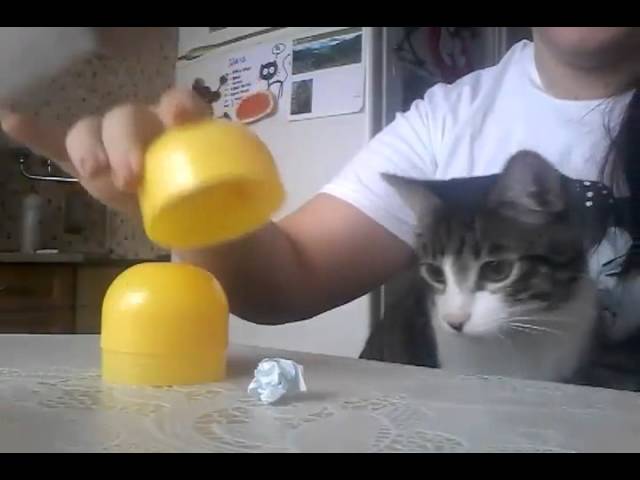 Gatto intelligente