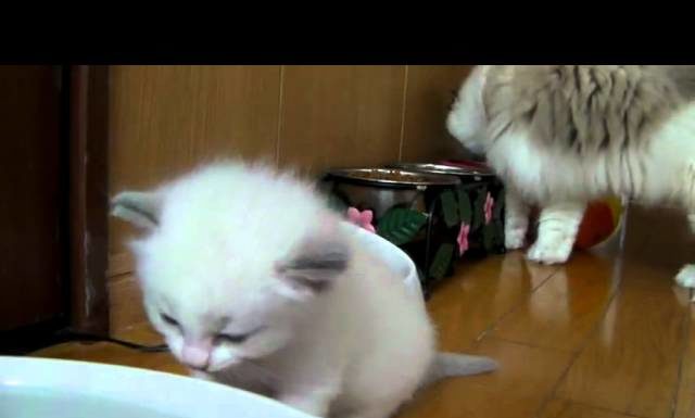 Gattino impara a bere da una bacinella