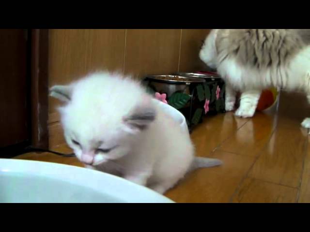 Gattino impara a bere da una bacinella