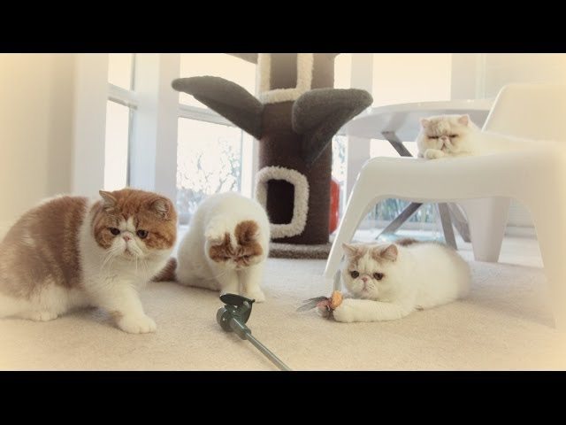 Exotic Shorthair giocano insieme