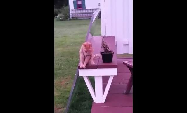 Gatto si siede come un essere umano