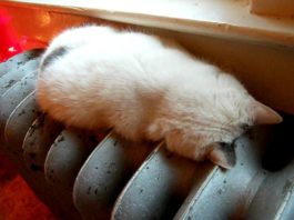 Com’è caldo il termosifone!