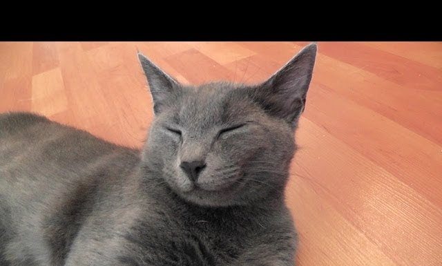 Mamma gatta gioca con i suoi cuccioli