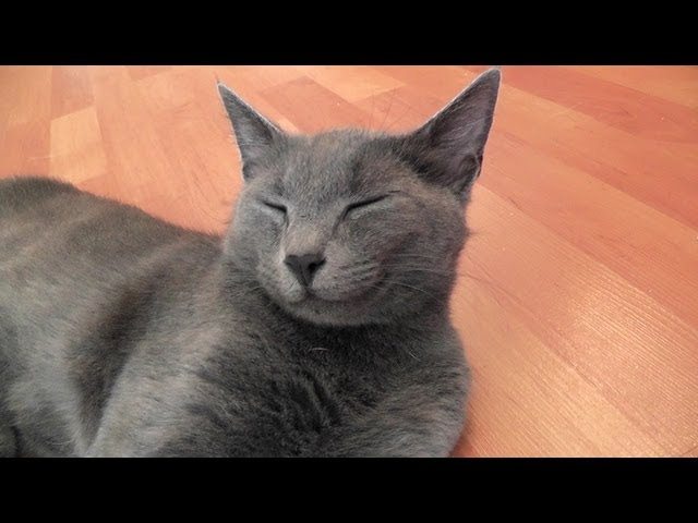 Mamma gatta gioca con i suoi cuccioli
