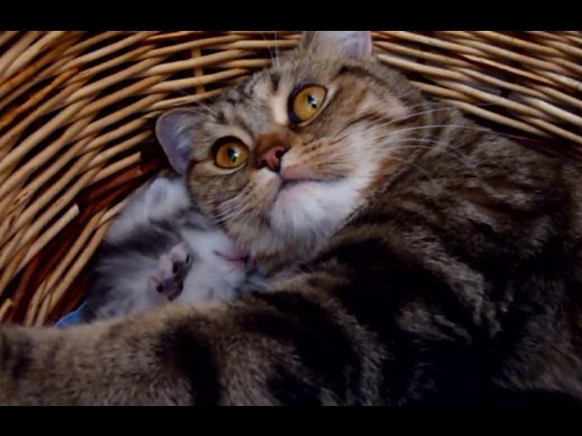 Amore di mamma