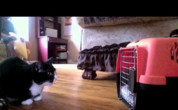 Il nuovo arrivato non mi piace