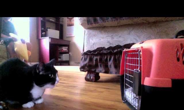 Il nuovo arrivato non mi piace