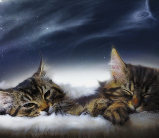 Gatto sogna