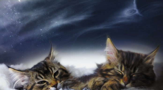 Il gatto sogna? Gatto sogna