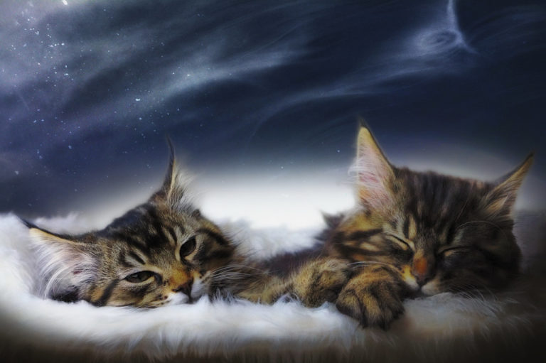 Gatto sogna