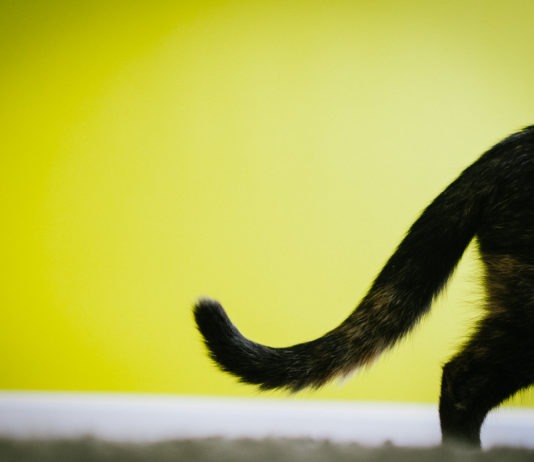 Il linguaggio della coda