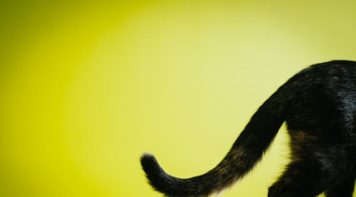 Il linguaggio della coda Il linguaggio della coda