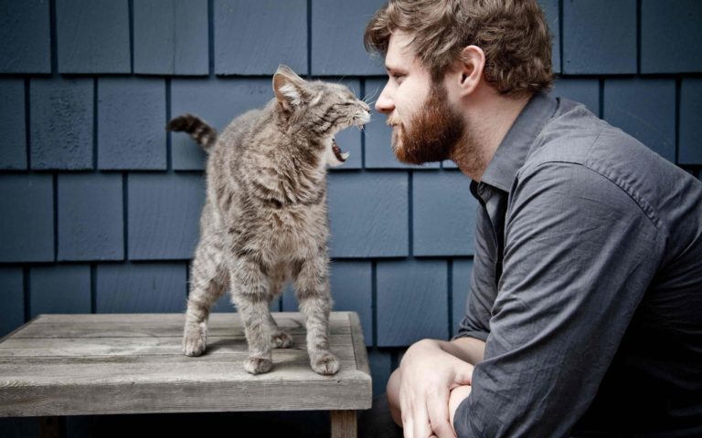 Parlare con il proprio gatto, la tecnica giusta