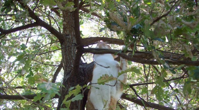 Perchè i gatti non riescono a scendere dagli alberi?