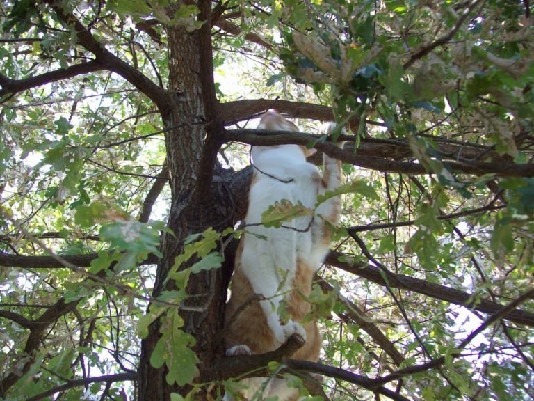Perchè i gatti non riescono a scendere dagli alberi?