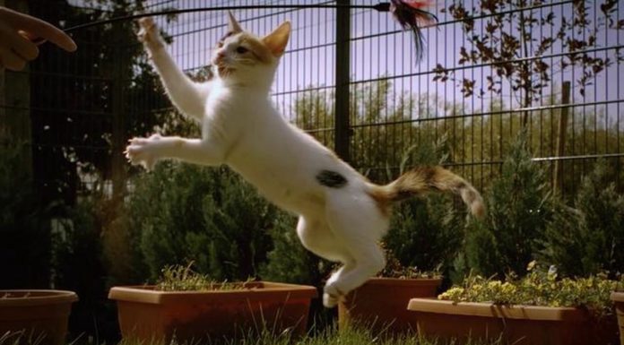 Gattino in slow motion