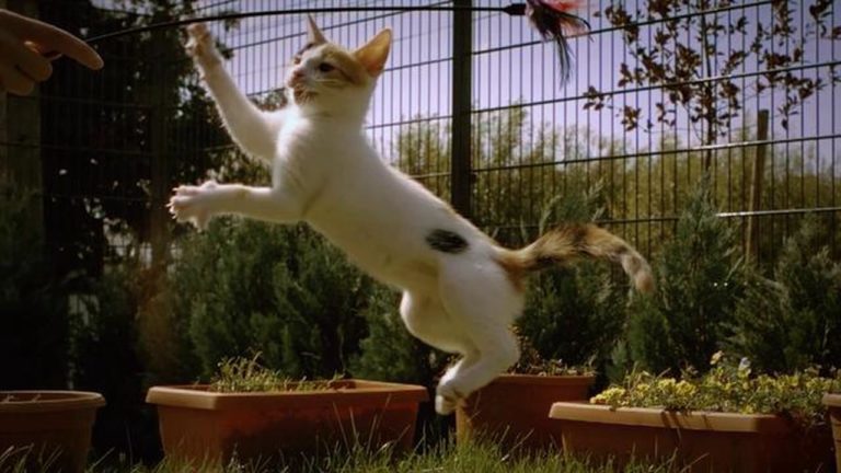 Gattino in slow motion
