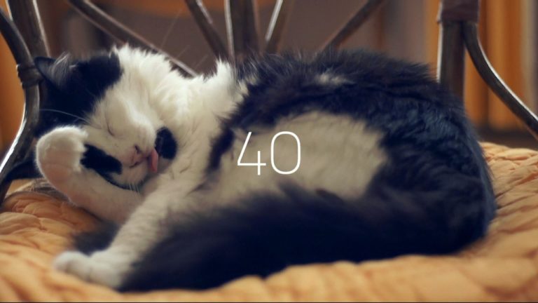 Previsioni meteo… del gatto