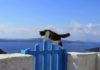 I gatti di Santorini