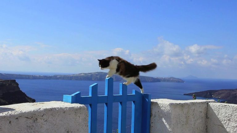 I gatti di Santorini
