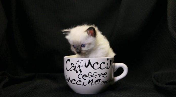 Un cappuccino con i baffi