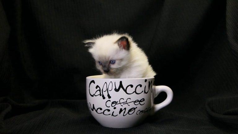 Un cappuccino con i baffi