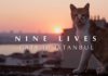 Kedi: i gatti di Istanbul