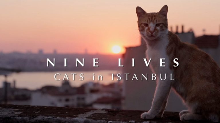 Kedi: i gatti di Istanbul