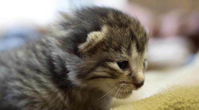 Lynea Lattanzio: la donna che vive con mille gatti