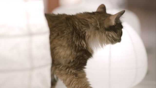 Gatti “happy inside” da Ikea