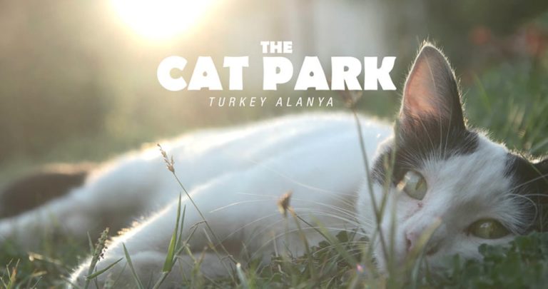 Il parco dei gatti di Alanya