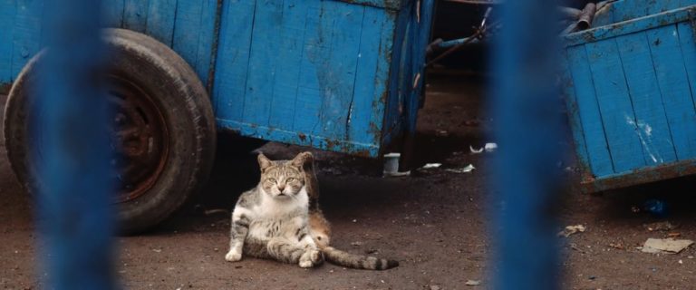 Gatti della Medina