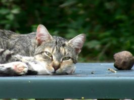 Gatti randagi riposano