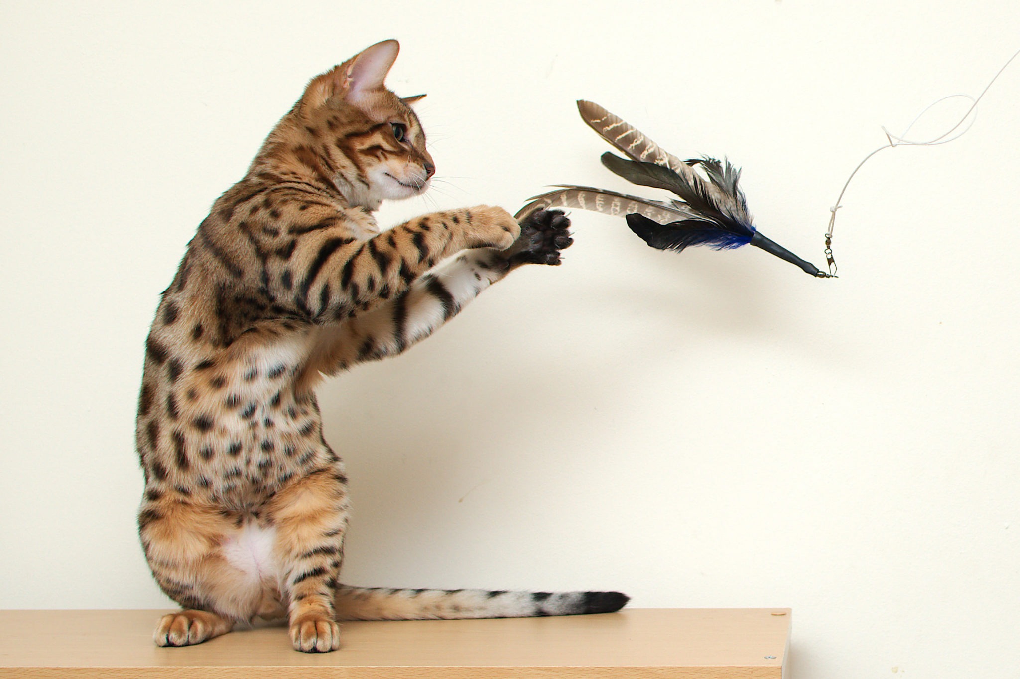 Animals___Cats__Young_Bengal_cat_playing_044840_