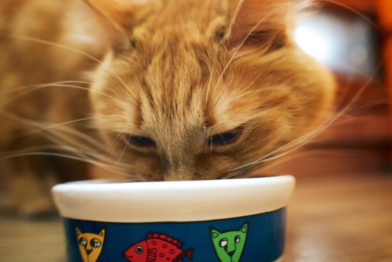 I sensi del gatto: il gusto