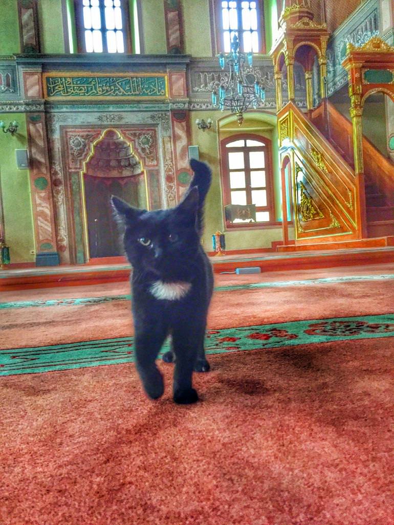 Gatti della moschea di Istanbul