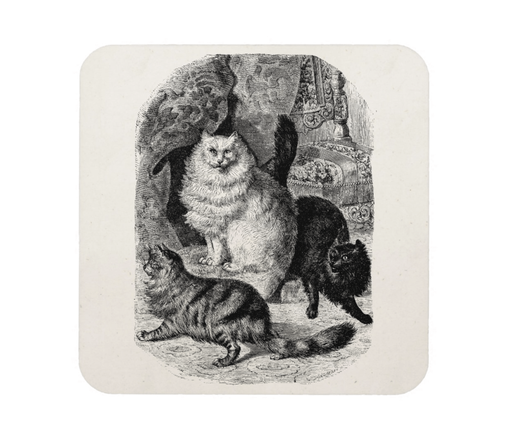 Gatto persiano