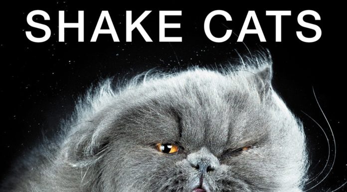 Shake Cats