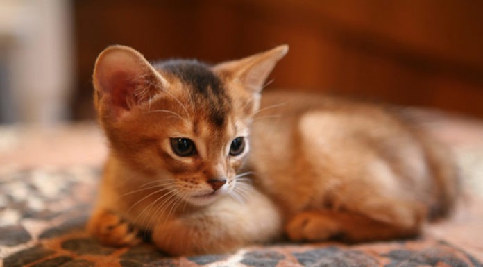 Abissino: carattere, cura, prezzo abissino