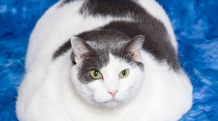 Gatti anziani: controllo del peso