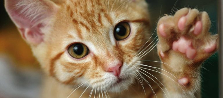 Il passo felpato del gatto