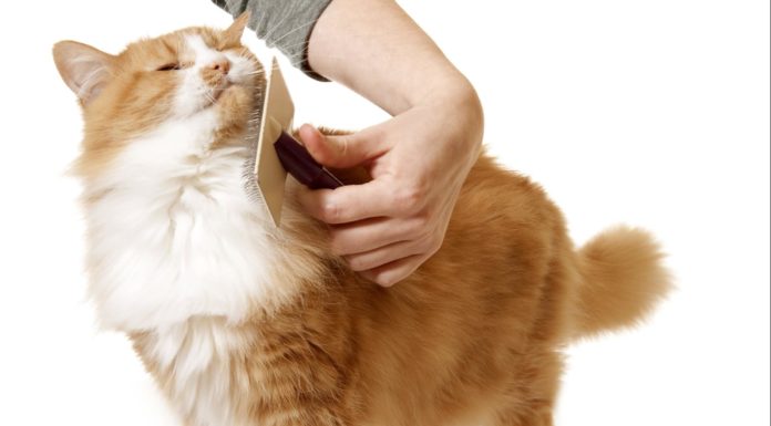 L’importanza della spazzolata