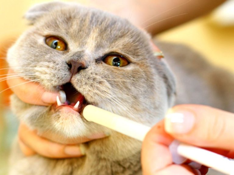 Come somministrare farmaci liquidi al gatto