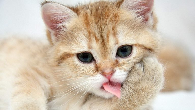 I gatti sudano?
